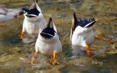 MallardTails1920x12008-14-2012 12_36_33 PM Bing Desktop